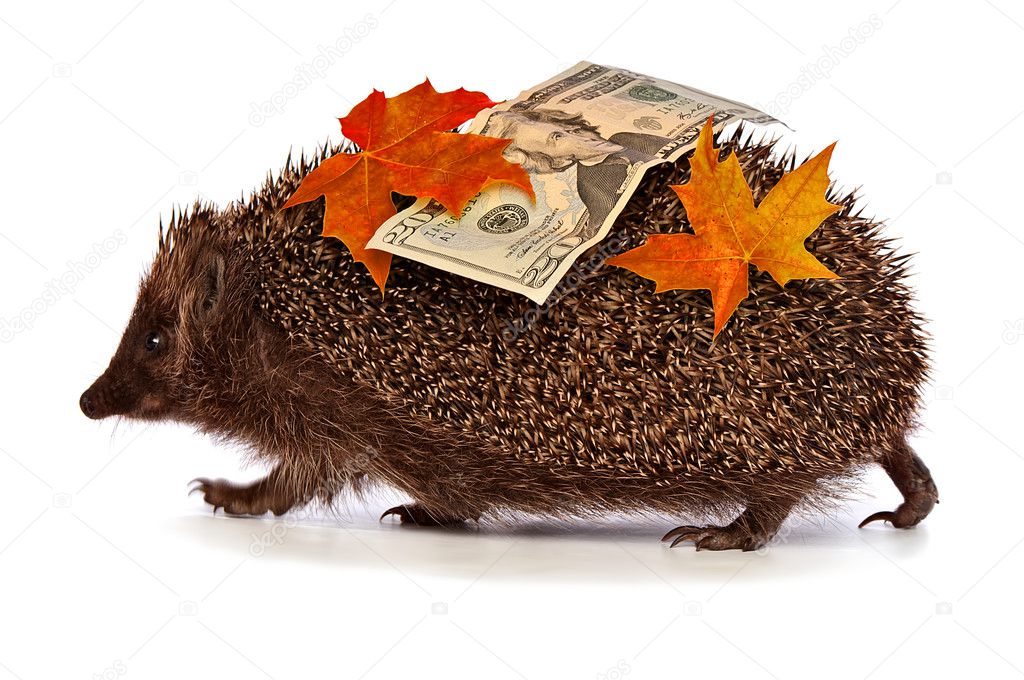 Hedgehog with dollars profit
