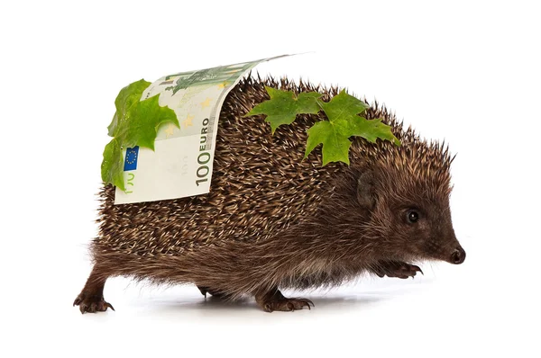 Hedgehog with euro profit — Stock Photo, Image
