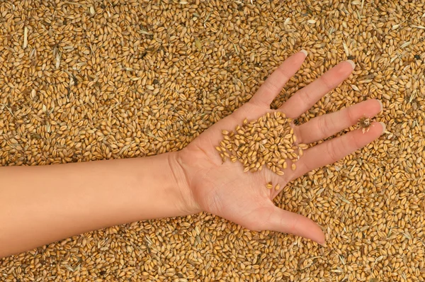 stock image Wheat