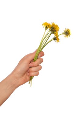 Yellow dandelions clipart