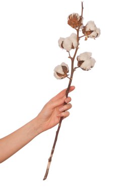 Cotton branch clipart