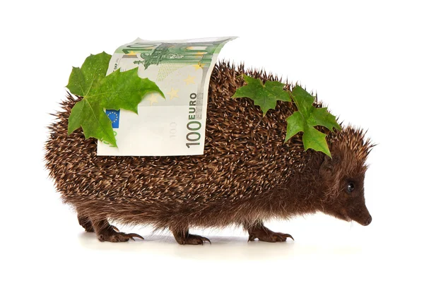 Erizo con beneficio en euros — Foto de Stock
