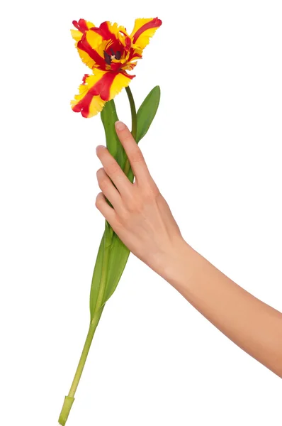 Tulipán de color —  Fotos de Stock