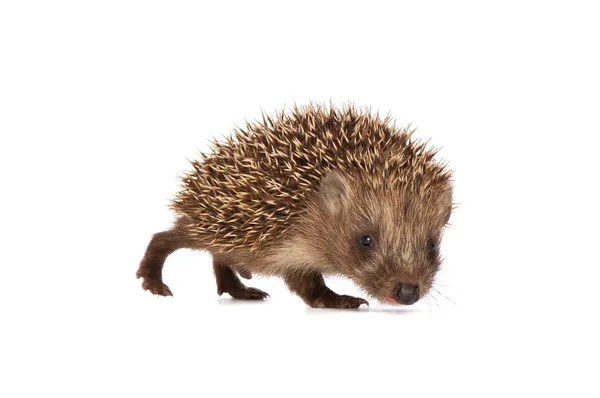 Small hedgehog — Stock Photo, Image