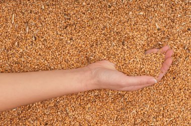 Crop wheat clipart