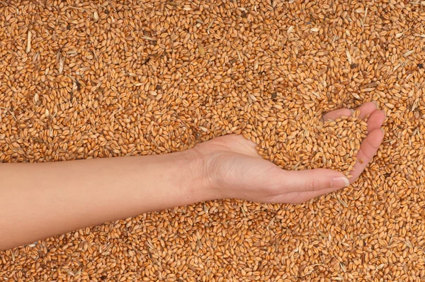 Trigo de colheita — Fotografia de Stock