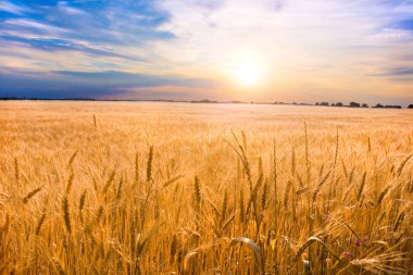 Golden wheat ready for harvest growing in a farm field under blu