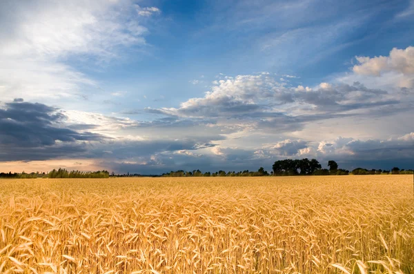 Золотая пшеница готова к сбору урожая на фермерском поле под блю — стоковое фото