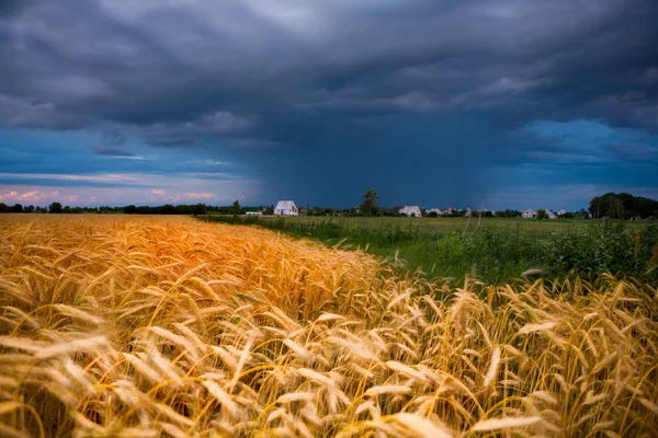 Golden wheat ready for harvest growing in a farm field under blu — Stock Photo, Image