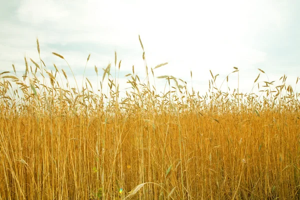 황금 밀 농장 필드에서 성장, 수확을 위한 준비 — 스톡 사진