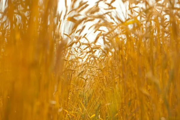 Arany búza kész betakarításra növekszik a gazdaság területén — Stock Fotó