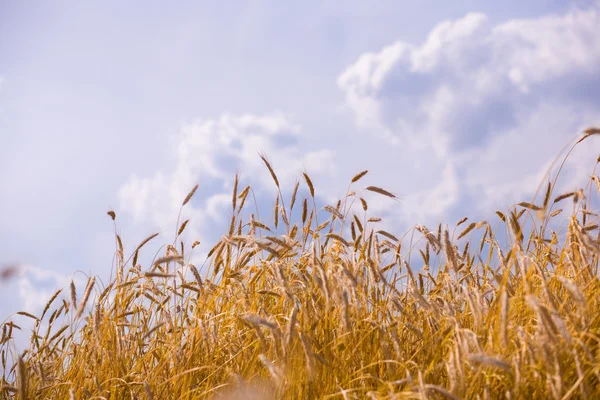 Trigo dourado pronto para a colheita crescendo em um campo de fazenda sob blu — Fotografia de Stock