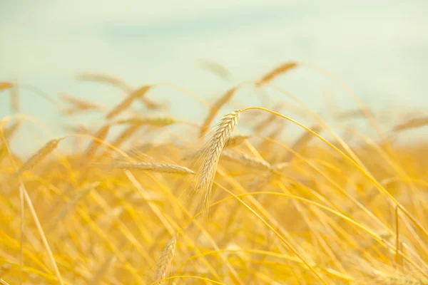Золотая пшеница готова к сбору урожая на поле — стоковое фото
