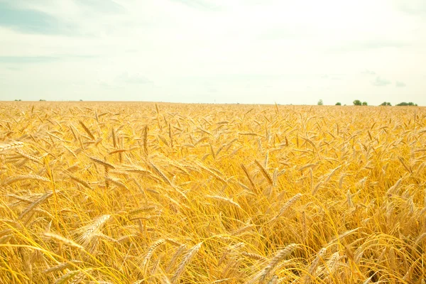 黄金の小麦圃場栽培収穫の準備ができて — ストック写真