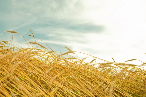 Золота пшениця готова до збору врожаю на фермерському полі — стокове фото
