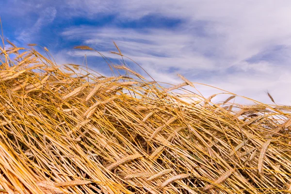 Trigo dorado listo para cosechar en un campo de cultivo bajo blu —  Fotos de Stock