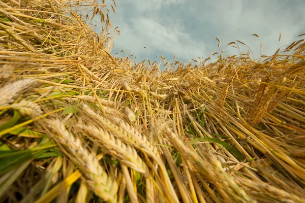 Goldener Weizen reif für die Ernte auf einem Acker — Stockfoto