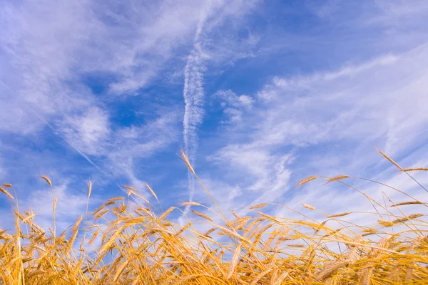 황금 밀 수확 블루 아래 농장 필드에서 성장에 대 한 준비 — 스톡 사진