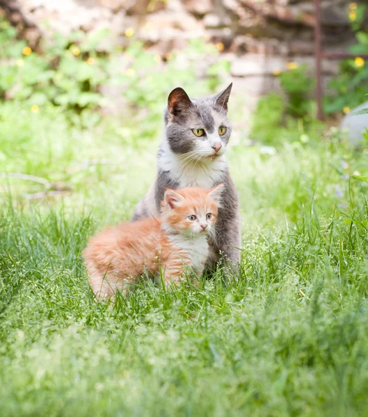 Дві кішки — стокове фото