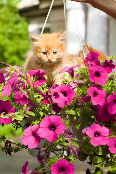 Две молодые кошки между цветами — стоковое фото