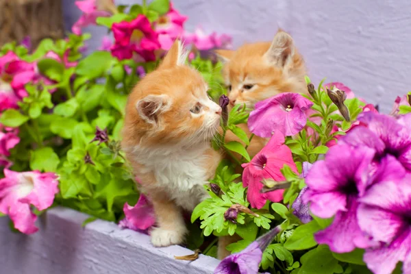 çiçekler arasında iki genç kedi