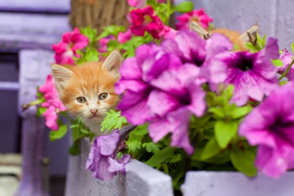 Дві молоді кішки між квітами — стокове фото