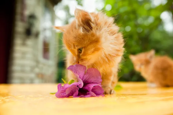 Δύο νέοι γάτα μεταξύ λουλούδια — Φωτογραφία Αρχείου