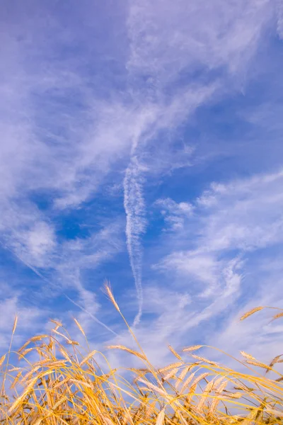 Золота пшениця готова до збору врожаю в сільськогосподарському полі під Блю — стокове фото