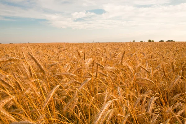 Pšenice Golden připraven na sklizeň rostoucí v oblasti hospodářství — Stock fotografie