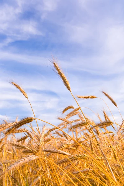 Pšenice Golden připraven na sklizeň rostoucí v oblasti hospodářství pod blu — Stock fotografie