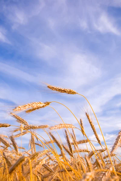 Pšenice Golden připraven na sklizeň rostoucí v oblasti hospodářství pod blu — Stock fotografie