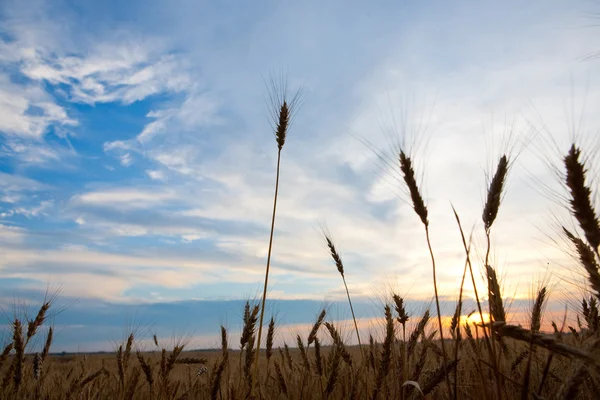 Altın buğday büyüyen bir çiftlik alanı günbatımı hasat için hazır — Stok fotoğraf