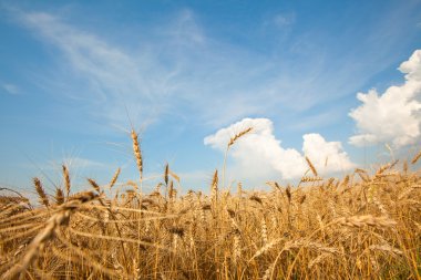 Golden wheat ready for harvest growing in a farm field clipart