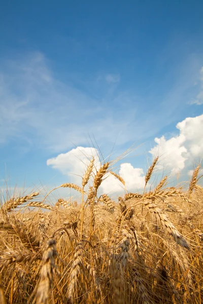 Поле Золотої Пшениці — стокове фото