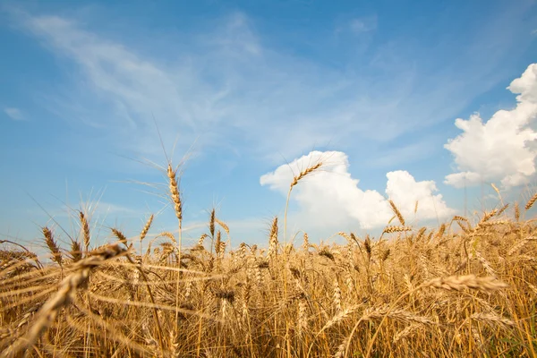 Altın buğday bir çiftlik alanında büyüyen hasat için hazır — Stok fotoğraf