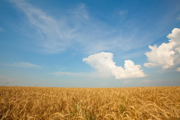 黄金小麦畑 — ストック写真