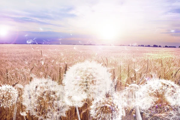Altın Buğday Bagainst Dandelions Bir Çiftlik Alanında Mavi Gökyüzünün Altında — Stok fotoğraf