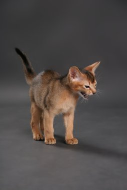 Studio abyssinian cins kedi