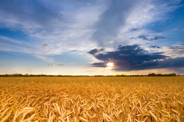 Altın Buğday Bir Çiftlik Alanında Mavi Gökyüzünün Altında Büyüyen Hasat — Stok fotoğraf