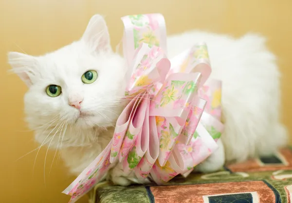 Bílá Kočka Lukem — Stock fotografie