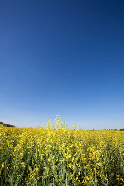 stock image Green field and blue sky