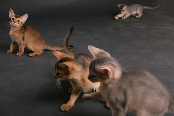 Γάτες Αβυσσινιακού Φυλή Στο Στούντιο — Φωτογραφία Αρχείου