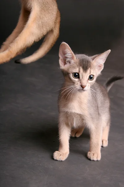 Studio abyssinian doğurmak cats — Stok fotoğraf