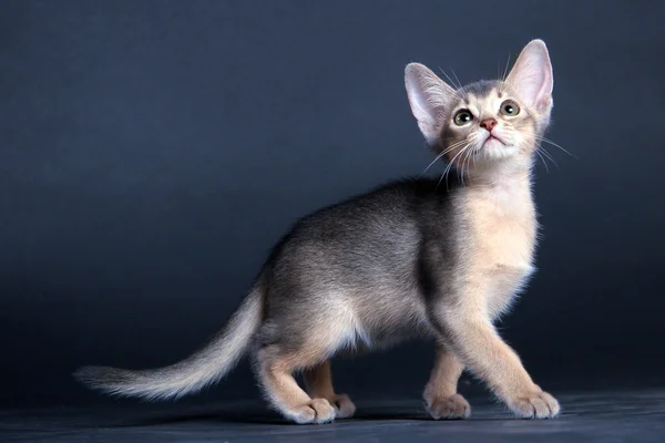 Cat Abyssinian Breed Studio — Stock Photo, Image