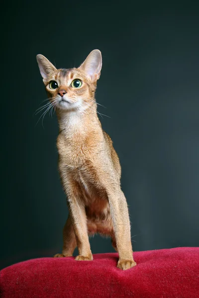 스튜디오에서 품종의 고양이 — 스톡 사진
