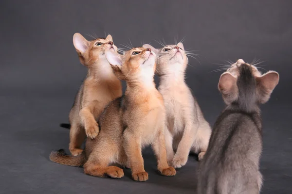 Studio abyssinian doğurmak cats — Stok fotoğraf