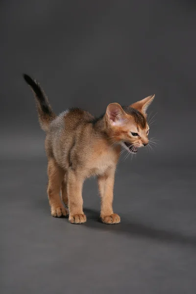 Кот абиссинской породы в студии — стоковое фото