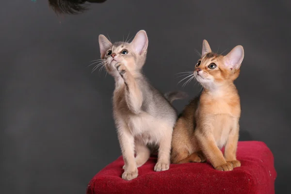 Koty rasy abisyńskie w studio Zdjęcia Stockowe bez tantiem