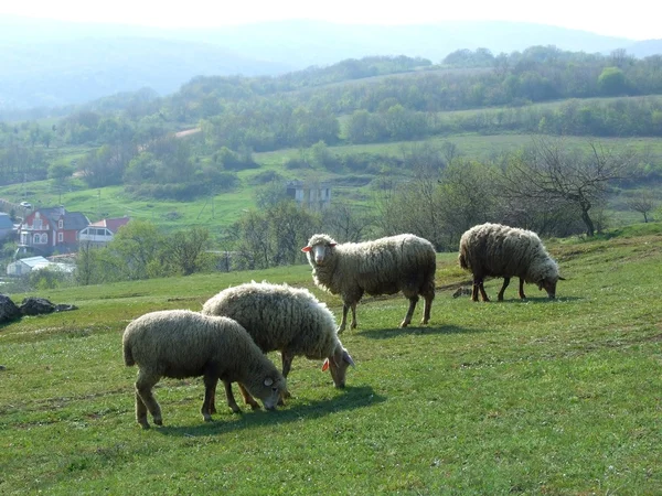 stock image Sheep