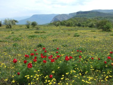 dağ şakayık